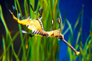 Sea horse, animal, water dragon, color, orange HD wallpaper
