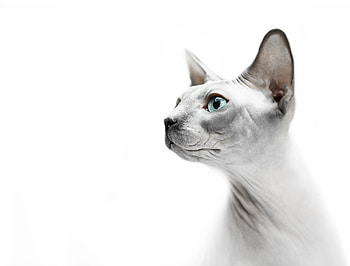 Sphynx Cat, , Fascinating feline, Intriguing visual HD wallpaper