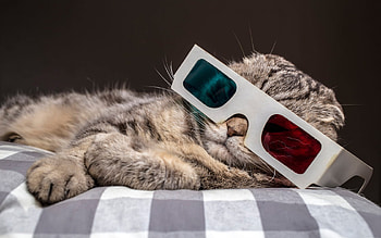 :-), animal, pisici, 3D glasses, cat, funny, paw HD wallpaper
