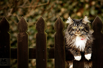 Animals, Sit, Cat, Fluffy, Fence, Collar HD wallpaper
