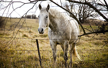 Animals, Grass, Wood, Tree, Fence, Horse HD wallpaper