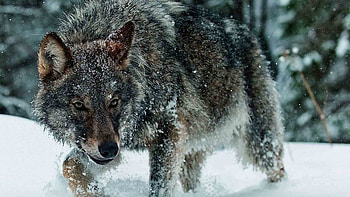 hunter spirit mythical wild animal black pack wolves wolf the white beautiful timber lone canis lupus snow solitude friendship lobo canine grey nature ... HD wallpaper