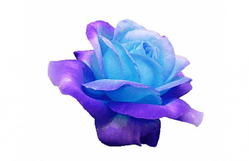 A Beautiful Friendship in Purple and Blue, blue, rose, purple, roses HD wallpaper