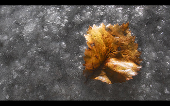 Leaf on Ice, winter, cold, silver, leaf, gold, ice HD wallpaper