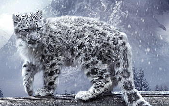 White Leopard , leopard, animals, white, snow HD wallpaper