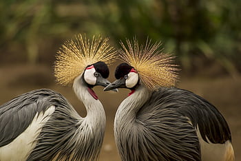 A close-up of two grey crowned cranes displaying elegant plumage in a natural setting. HD wallpaper