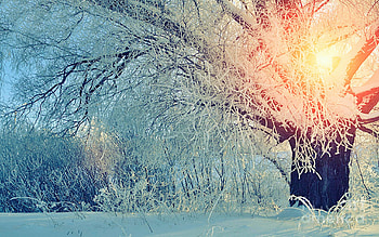 Winter Wonderland que Landscape, trees, sun, sunset, snow HD wallpaper