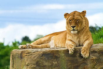 Animals, Rock, To Lie Down, Lie, Lion, Predator, Big Cat, Stone HD wallpaper