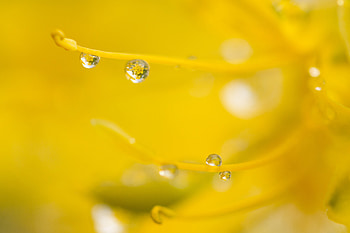 Water, Macro, Drop HD wallpaper