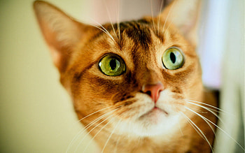 Animals, Shine, Light, Cat, Muzzle, Striped, Sight, Opinion HD wallpaper