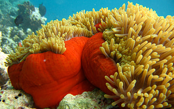Captivating sea life, Aquatic wonders, Marine creatures, Oceanic beauty HD wallpaper