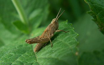Grass, Leaves, Macro, Grasshopper HD wallpaper