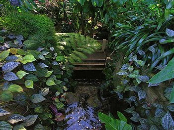 Garden Leaves, cool, garden, leaves HD wallpaper