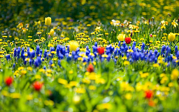 Plants, Landscape, Flowers HD wallpaper