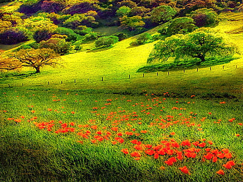Carpet, rolling hills, sunlight, field of flowers, green, red, trees HD wallpaper