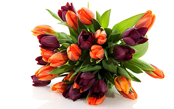 Plants, Flowers, Tulips HD wallpaper