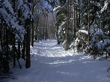 Let's take a Walk, snow, tree, path HD wallpaper