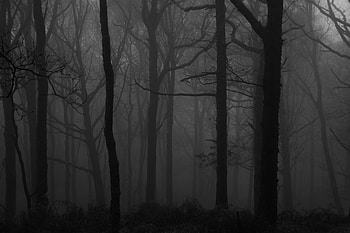 Trees, Dark, Forest, Fog, Bw, Chb HD wallpaper
