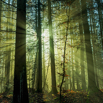 Nature, Trees, Beams, Rays, Forest, Morning HD phone wallpaper
