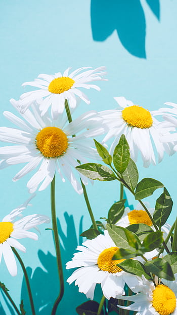 A bright close-up of white daisies with yellow centers against a light blue backdrop. HD phone wallpaper