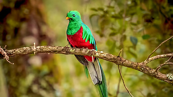 Resplendent Quetzal Bird , resplendent-quetzal, birds HD wallpaper