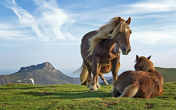 Animals, Horses HD wallpaper