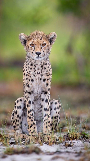 Cheetah, Animal HD phone wallpaper
