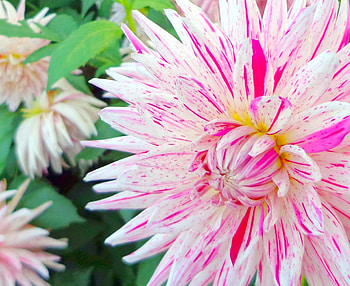 Profile chrysanthemum, CC-licensed , Beautiful flower stock, Vibrant nature capture HD wallpaper