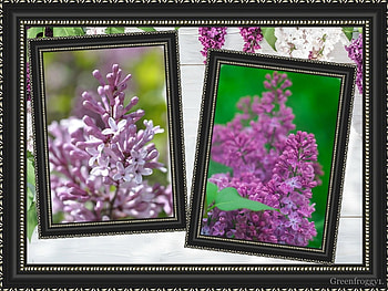 FRAMED LILACS, PRETTY, LILACS, FRAMED HD wallpaper