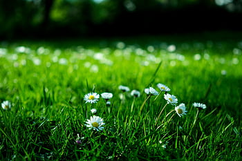 Close-up view of daisies blooming in a lush green meadow under bright daylight. HD wallpaper