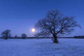 Winter, night, tree, snow HD wallpaper