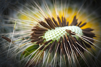 Plant, Macro, Close-Up, Dandelion HD wallpaper
