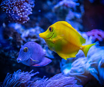 Colorful tropical fish swimming among coral reefs underwater. HD wallpaper