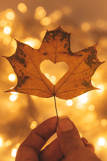 Autumn, Macro, Hand, Miscellanea, Miscellaneous, Heart, Maple HD phone wallpaper