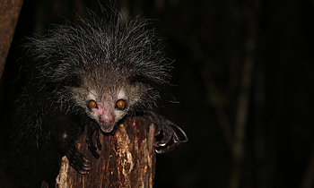 Aye Aye's habitat, Tai Pan region, Exploring wildlife, Nature's hidden gem HD wallpaper