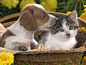 Animals, Cat, Dog, Care, Basket HD wallpaper