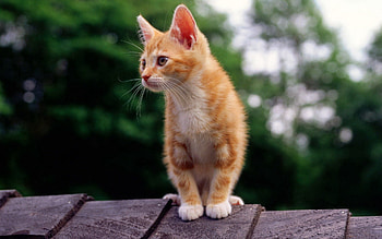 Animals, Sit, Kitty, Kitten, Striped, Color HD wallpaper
