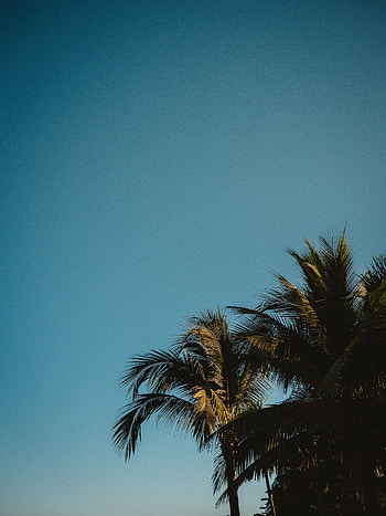 Nature, Sky, Palms, Top, Branches, Tropics, Tops HD phone wallpaper
