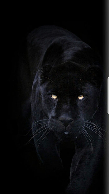 Black, Panther, Black Panther HD phone wallpaper