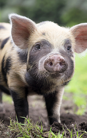 Oink oink sound, Domesticated farm animals, Intelligent pigs, Herbivorous mammals HD phone wallpaper