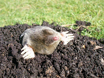 Mole, Background , 75128, Baltana HD wallpaper