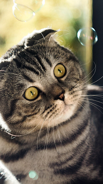 Scottish Fold, Big cat, , JPG format HD phone wallpaper