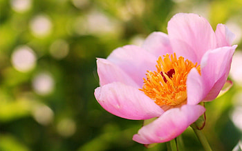 Pink, Summer, Flower, Macro, Focus, Pion, Peony HD wallpaper