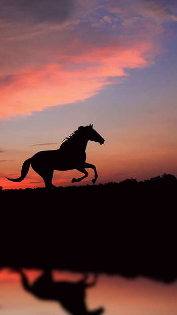 Beautiful horse , Exquisite visuals, Mobile charm, Captivating backdrop HD phone wallpaper