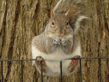 circus squirrel, cute, funny HD wallpaper