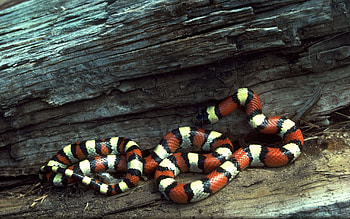 Animals, Wood, Tree, Branches, Striped, Color, Snake HD wallpaper