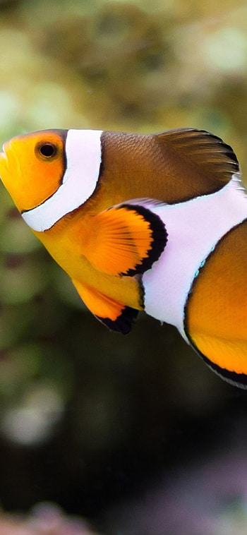 Clownfish , XS background, , Marine environment HD phone wallpaper