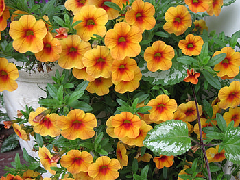 flowers in the mix 60 petunias, graphy, green, Flowers, garden, Petunias, orange HD wallpaper