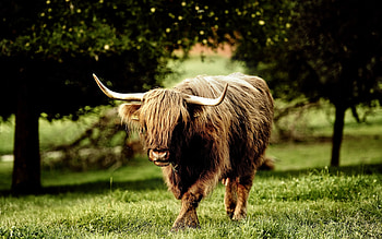 Ultra farm animal , Dynamic multi-display, Nature's splendor, Versatile backgrounds HD wallpaper