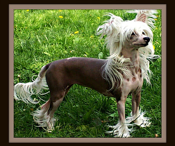 FRAMED, curly hair, dogs, puppies, cute, beautiful animal, toy dogs, chinese crested, small dogs, adorable HD wallpaper